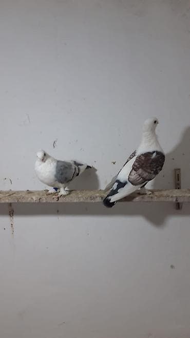 Hazır cüt türk cinsi hunkariler hamsi bala veren quşlardi cütü — 4