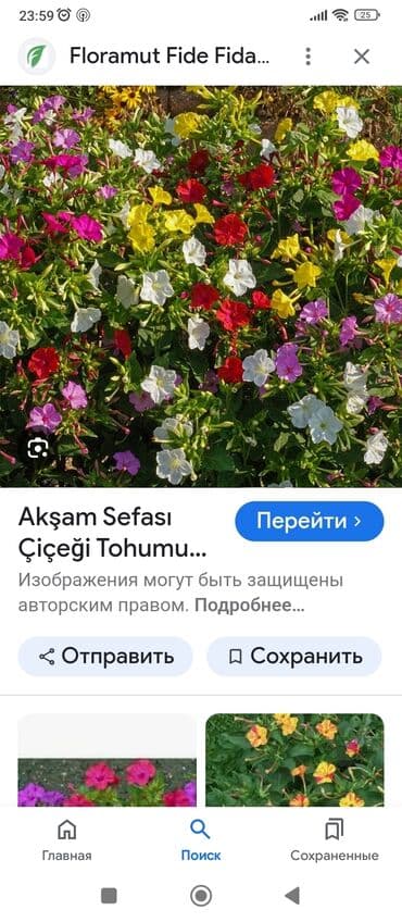 bənövşə: Soganlari payizda yazda . tumlari yazda ekmek lazimdir. 1} Liliya ağ- — 26