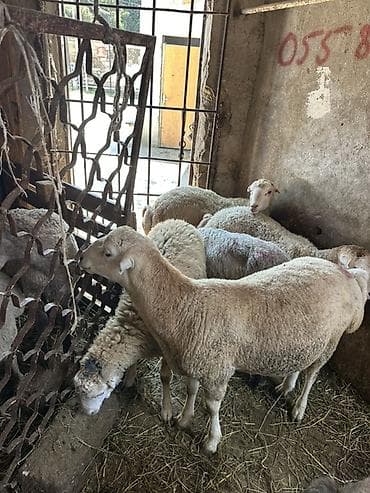 cixuaxua satilir: Qoyun sürüsü satılır - Növ: yerli qarışıq etlik və damazlıq tipli — 7