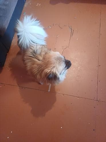 Pekines, 10 ay, Dişi, Peyvəndli, Ünvandan götürmə