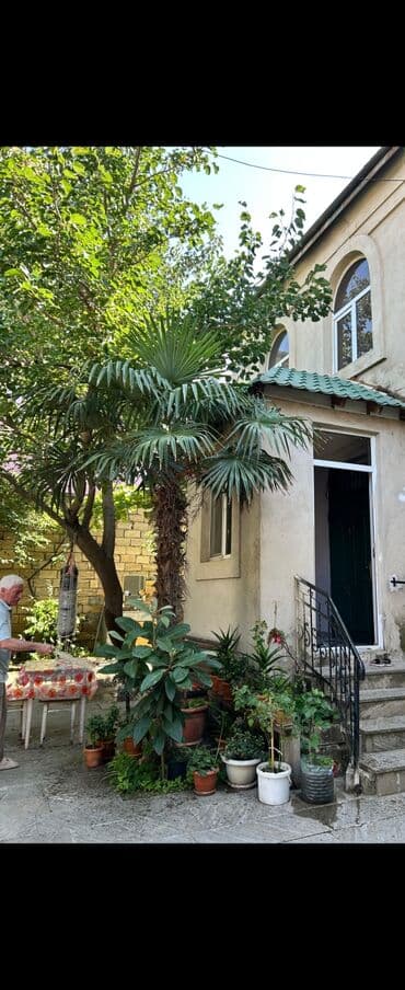 pul gulu haqqinda: Palma — 1