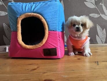 Pekines 4aylıq tualet terbiyesi var peyvendi olub