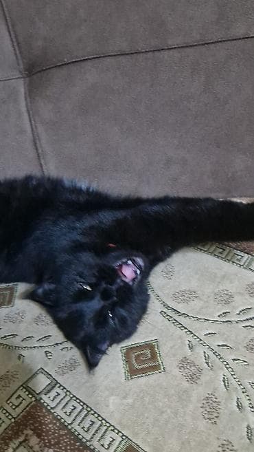 Quşlar: Dişi, Yaxşı əllərə, Pulsuz çatdırılma — 1