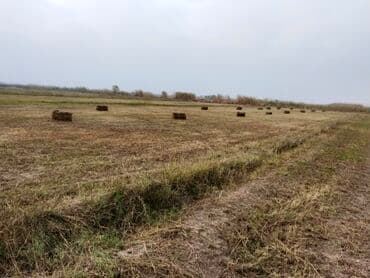 ferma icarəyə verilir: Əkin sahesi 2 hektar,Ərazi Salyan rayonu pambıqkend kendi — 3