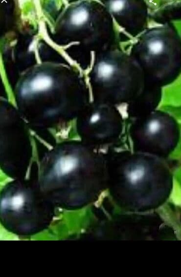 саженцы малины зюгана: Moruq tingləri məhsuldar Polka qırmızı və sarı növlər Məhsulun — 6