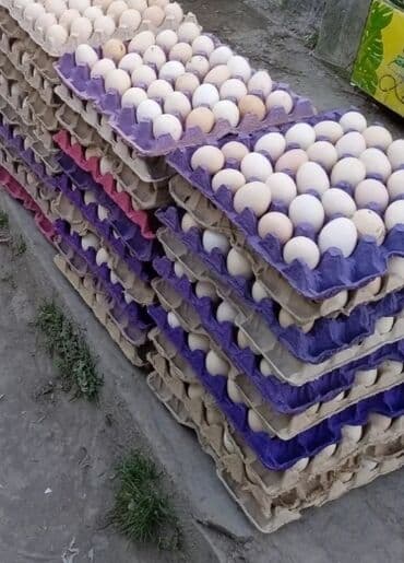 yumurta qaz: Salam Kürdəmirdən gonderilir istenilen yere satis ve inqibatorcun — 1