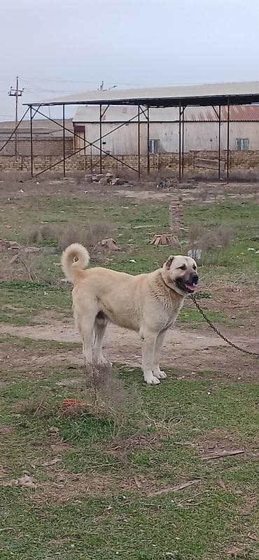 satiliq itler: Kanqal, 2 il, Erkek — 10