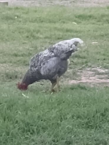 kekilli toyuq: Xoruz, il: 1, Ünvandan götürmə — 2