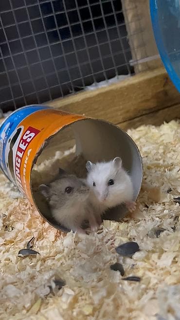 cunqarik satisi: Salam 3 dənə şirin tam sağlam təmiz 19 günlük cunqarik bala — 7