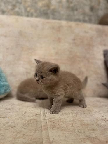 pişim: Britan — 5