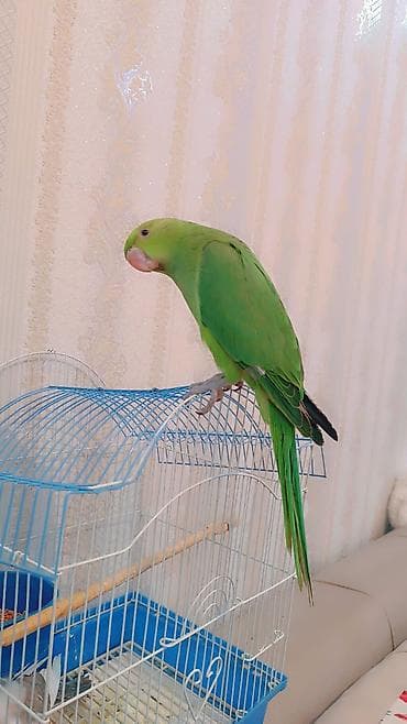 neon balığı: 2 ayliq erkek bala əldə bəslənib, barter yoxdur — 6
