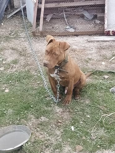 herəti: Pitbul, 8 ay, Erkek, Peyvəndli, Ünvandan götürmə — 5