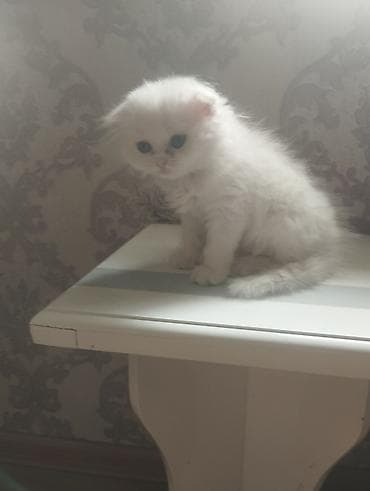 Təmiz Şotlan cinsi bala satilir.disidir.tam saglamdir.tualet tərbiyəsi
