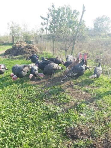 Коровы, быки: Самец, Для разведения, Самовывоз — 2