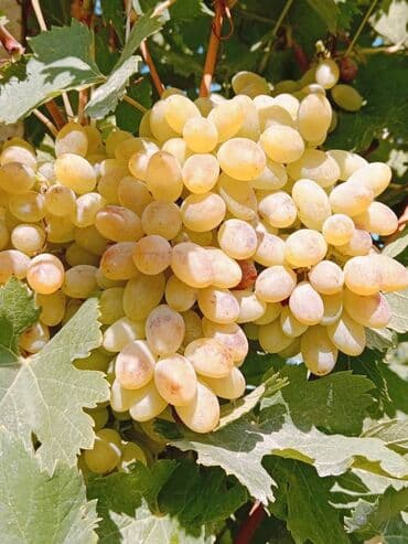 sadə tort şəkilləri: Üzüm tingləri – müxtəlif süfrə sortları Təsvir: - Seçmə süfrə üzüm — 6