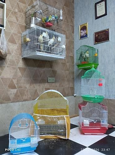 qus adlari azeri: Qəfəslər 15-40 azn quslar 35-45-50 aznMüxtəlif ölçü və formalarda quş — 2