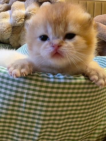 cins pişikler: Britan — 4