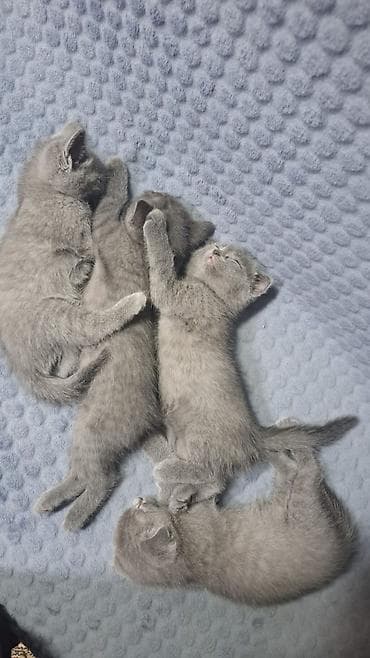 sfinks pişik: Britaniya və Şotland qırışıqlı (Scottish Fold) balaları - Rənglər — 4