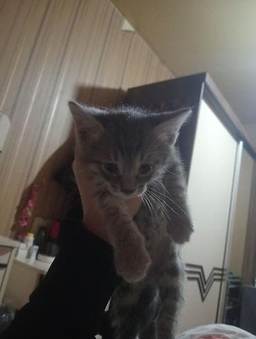 van pişikləri: Britan, Erkək, Yaxşı əllərə, Ünvandan götürmə, Ödənişli çatdırılma — 6