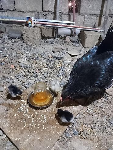 hamster satisi: Toyuq, Australorp, Damazlıq, Ünvandan götürmə — 4