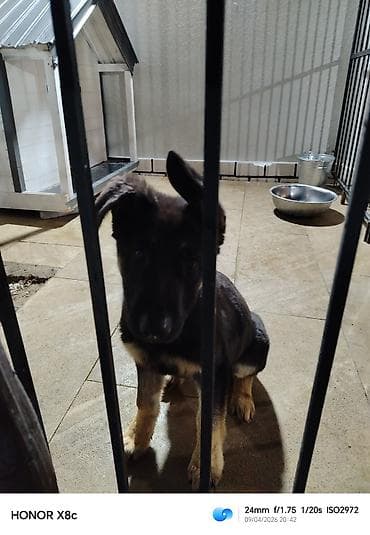 keclər: Alman çoban iti — 5