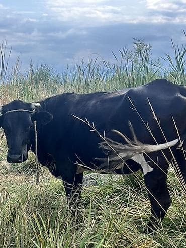 it yuvasi satisi: Südlük istiqamətli qara‑ağ inək 200 kg 1,11 yaşlıq - Rəng: qara — 2
