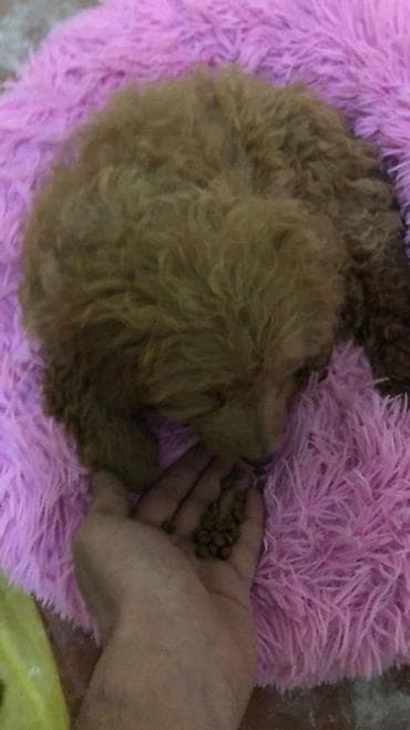 xasqi itleri: Pudel, 3 ay, Dişi, Peyvəndli, Ünvandan götürmə — 2