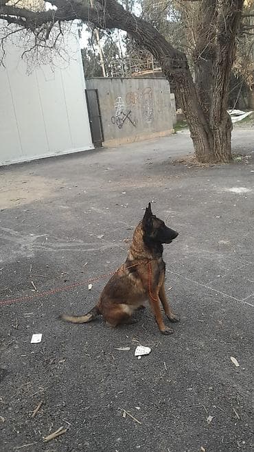 coban itləri: Belçika çoban iti — 3