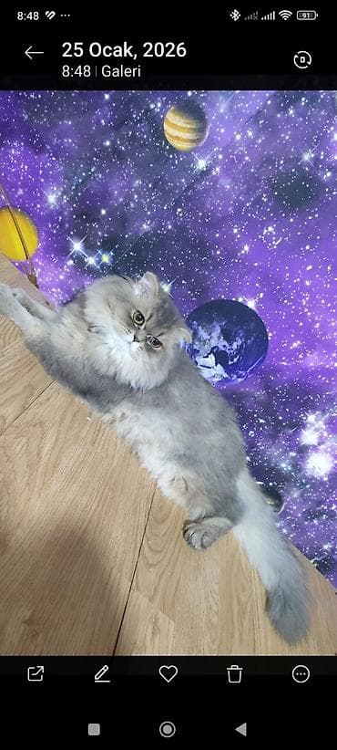 Quşlar: Şotland yastı qulaq, Dişi, Cütləşmə üçün — 1