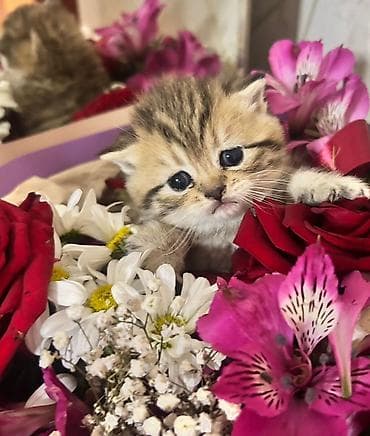 pisik almaq: Britan — 6