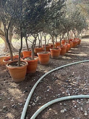 Zeytun ağacları – saksıda - Növ: Zeytun (Olea europaea) -