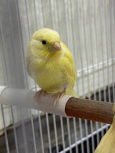 bulbul satılır: Biri birinən gözəl bülbül balalrı satılır ujey 1 ay yarımlığdılar real — 3