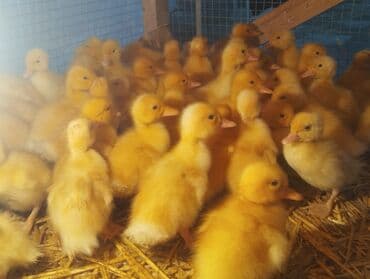 tısbağa balası: Ördək cücələri, Ətlik, Ünvandan götürmə, Ödənişli çatdırılma, Rayonlara çatdırılma — 9