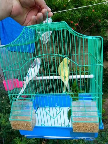попугай ара цена: Qus qəfəslə hazir cut — 2