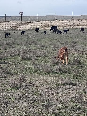 erkəy danalar: Murçiano keçi sürüsü. Qiymetlər 250 den başlayır — 9