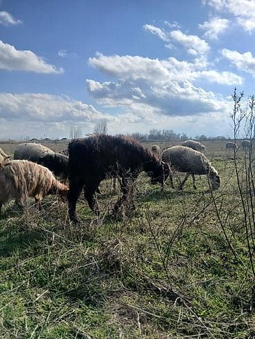 ordek satilir: Əvvəla salam aleykum 55 baş qoyun 2 qoç 42 quzu satılır öz damazlıq — 10