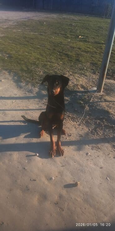 doberman satisi: Doberman, 9 ay, Erkek — 6