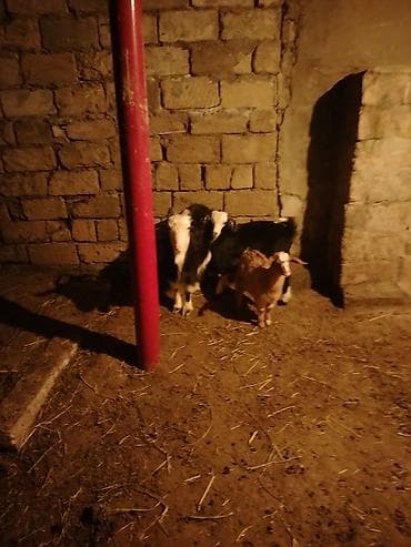 çəpiş: Salam hər kəsə 1ana 1bala 2si260m ünvan binəqədi sarı balasıdı — 4