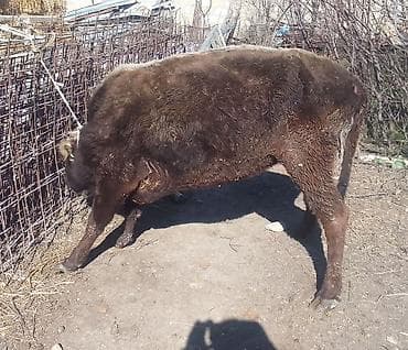 Hinduşkalar: Dişi, il: 2, 100 kq, Damazlıq, Ünvandan götürmə — 3