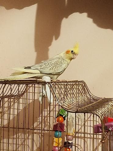 Tam Rucnoy El quwudur . Anasi Albino. Atasi lutinodu. Cox Saglam Uzun