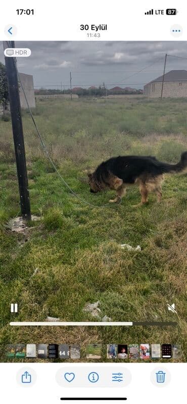 собак в добрые руки: Немецкая овчарка — 3