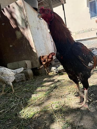 Xoruz, il: 2, Ünvandan götürmə