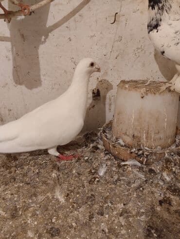 hələb kecilərin qiyməti: Salam iksde erkeydi cutu 25 manat tek tek 15 manat — 3