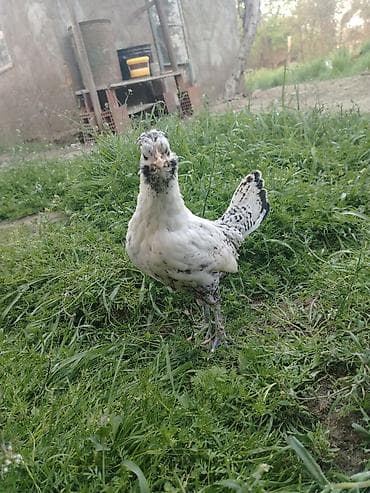 ev heyvanları adları: Toyuq, Yumurtalıq — 1