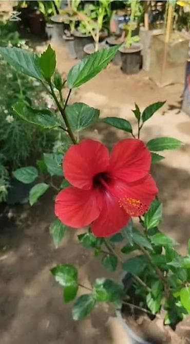 kitayski roza: Kitayski roza yeni Hibiscus satılır Dibçəkdə. 35₼ satılır. Zəng edin — 1