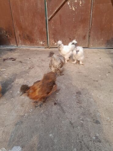 Toyuq, Damazlıq, Ödənişli çatdırılma — 7