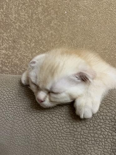 cuce satiwi: Şotland yastı qulaq, Erkək — 7