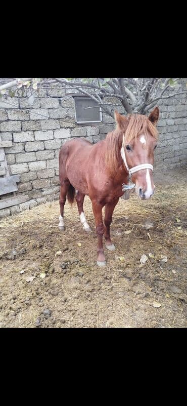 austin montego 16 at: Erkək, il: 3 — 3