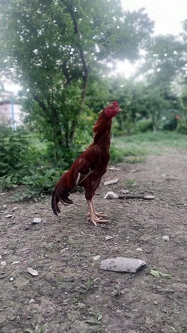 tap.az heyvanlar qusar: Toyuq, Damazlıq — 2
