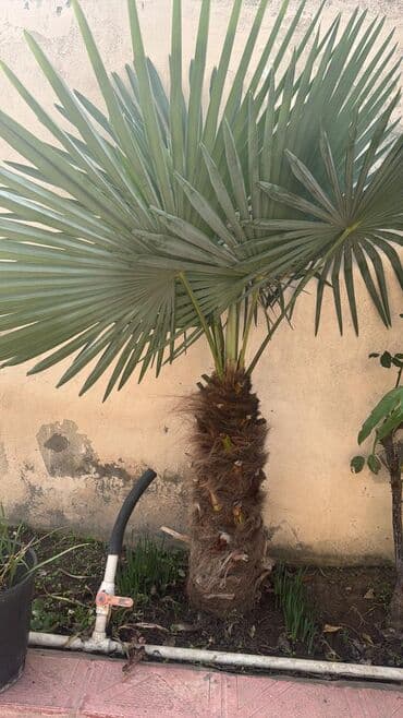 Yelpazə yarpaqlı palma ağacı (Trachycarpus/Chamaerops tipli dekorativ